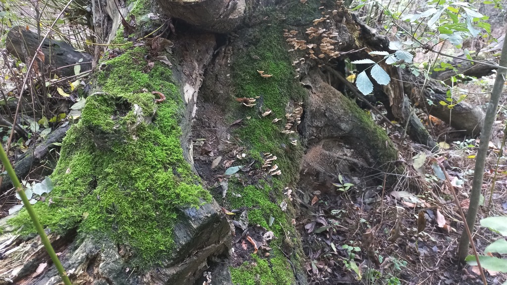 Les Chaffault